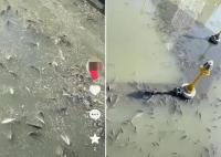 上?，F無序放生 最多1天撈1噸死魚 為什么死這么多？