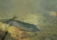 已滅絕4.36億年的魚化石被發現 實在太罕見了