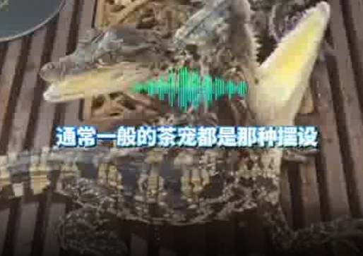 男子養(yǎng)2條活體mini鱷魚當茶寵 實在太嚇人了