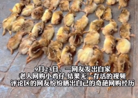 爺爺網(wǎng)購50只雞仔無一存活 為什么都死了什么原因？