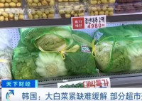 韓國人用卷心菜娃娃菜代替大白菜 為什么斷貨什么原因？