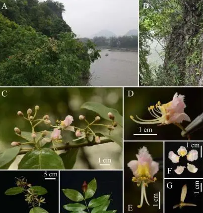 廣西發(fā)現(xiàn)新物種陽朔風(fēng)箏果 實在太罕見了