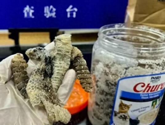 海關查獲1.2公斤生腌響尾蛇 到底是什么樣的？