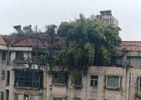 長沙一小區樓頂被種出茂密“叢林” 這也太罕見了
