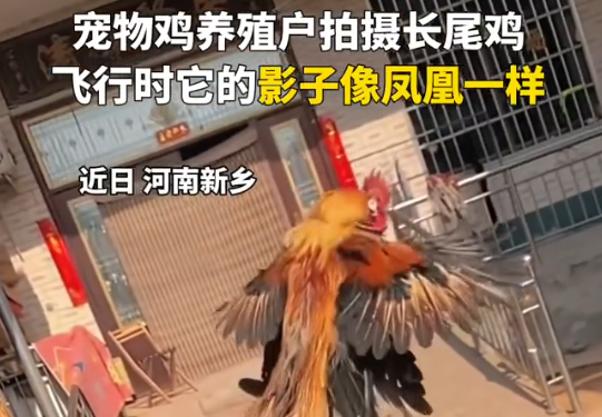 小伙養(yǎng)的長尾雞酷似鳳凰 到底是什么樣的？