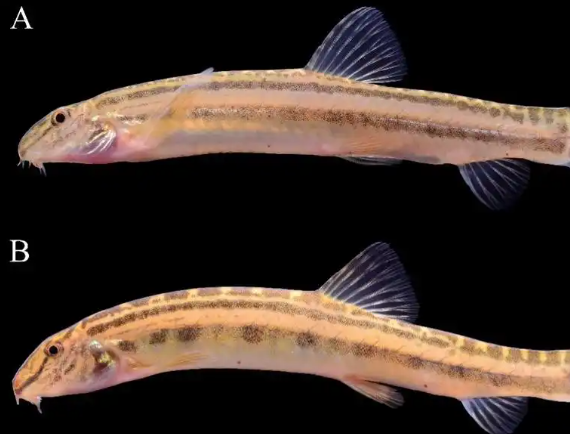 北京發(fā)現(xiàn)魚類新物種以Beijing命名 到底是什么樣的？
