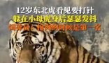 飼養員回應東北虎打針嚇到抖 這也太搞笑了