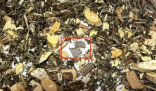 網(wǎng)購中藥泡腳包檢出大量病菌 實在太恐怖了