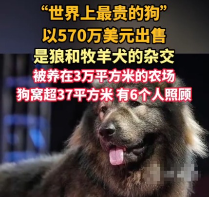“世界上最貴的狗”賣出570萬美元 為什么這么貴？