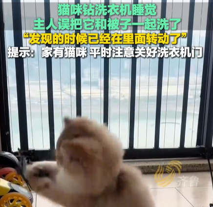 貓在洗衣機里洗了5分鐘才被發現 實在太恐怖了