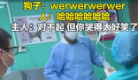 主人帶狗狗做絕育哭聲太慘引圍觀 究竟是怎么回事？
