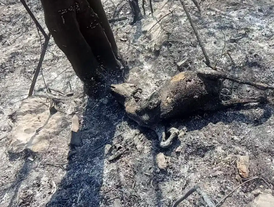 老人上墳燒死67只羊沒錢賠 究竟是怎么回事？