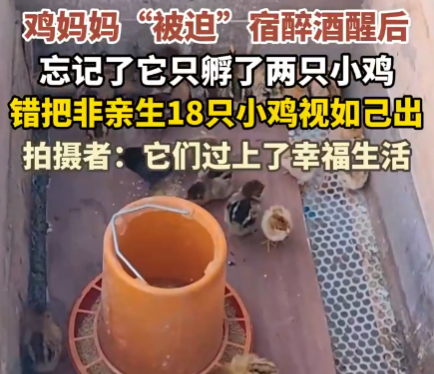 雞媽媽宿醉酒醒后錯(cuò)把18只雞仔當(dāng)娃 悉心照料