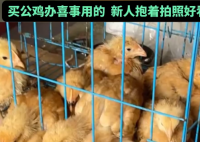 男子網購20只被閹公雞全下蛋了 實在太崩潰了