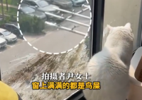 小鳥與貓咪結(jié)仇隔窗空投糞便 究竟是怎么回事？