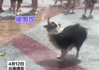 小狗在潑水節(jié)被潑到無力反抗 實(shí)在太崩潰了