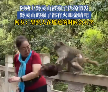 大媽逗黔靈山猴子玩被抓掉假發(fā) 實(shí)在太搞笑了
