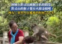 大媽逗黔靈山猴子玩被抓掉假發(fā) 實在太搞笑了