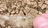 廣西貴港大旱 池塘干涸魚曬成魚干 為什么這么嚴重？