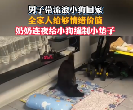網(wǎng)友帶流浪狗回家 全家給足情緒價(jià)值 實(shí)在太暖心了