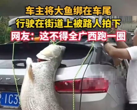 車主釣到巨型大魚綁車尾炫耀 這也太大了吧