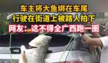 車主釣到巨型大魚綁車尾炫耀 這也太大了吧