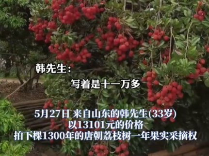 90后小伙拍下1300年荔枝樹采摘權(quán) 真有這么久嗎？