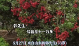 90后小伙拍下1300年荔枝樹采摘權 真有這么久嗎？