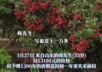 90后小伙拍下1300年荔枝樹采摘權 真有這么久嗎？