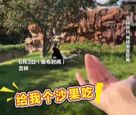 女子在動物園被大猩猩反向投喂 實在太搞笑了