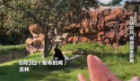 女子在動物園被大猩猩反向投喂 實在太搞笑了