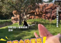 女子在動物園被大猩猩反向投喂 實在太搞笑了
