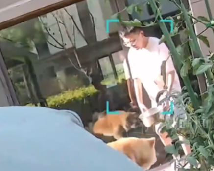 朋友用狗喝水的盆澆花被狗撕咬 事件始末2025最新消息