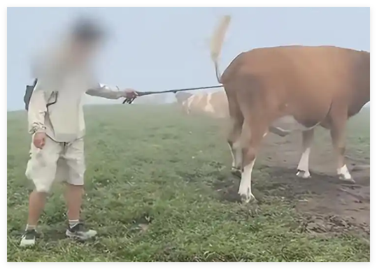 游客逗牛遭圍攻踩踏:喂牛肉干敲屁股 實(shí)在太恐怖了