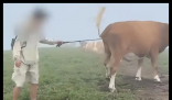 游客逗牛遭圍攻踩踏:喂牛肉干敲屁股 實(shí)在太恐怖了